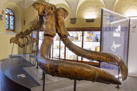 museo palonteologico montevarchi