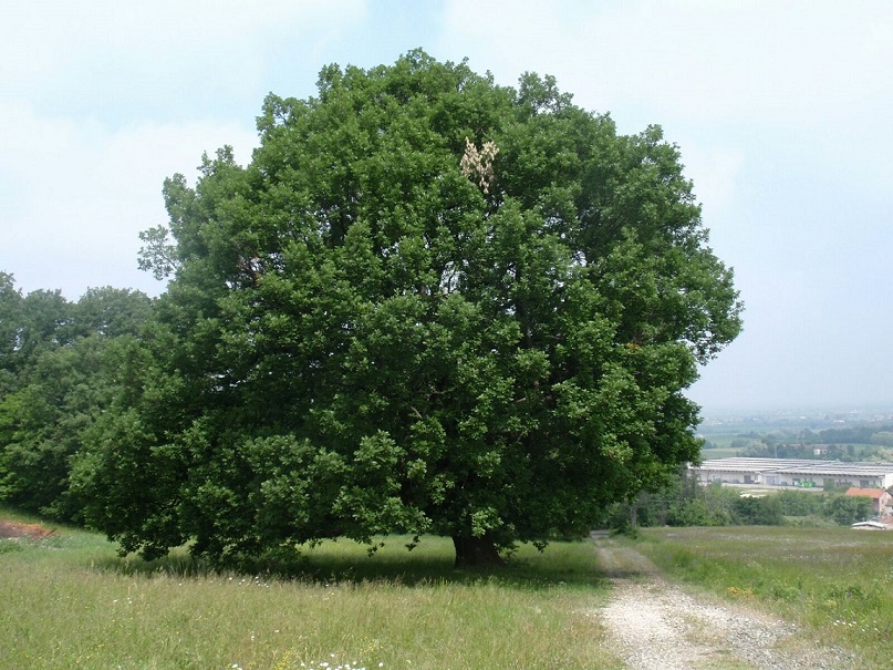 quercia